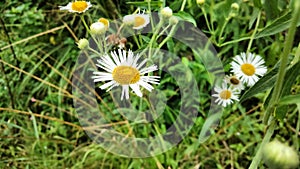 daisies white