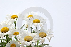 Daisies on white background