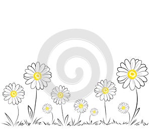 Daisies on white background photo