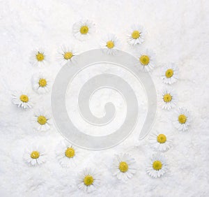 Daisies white Background