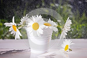 Daisies in white decorative bucket on wooden surface against background of greenery.