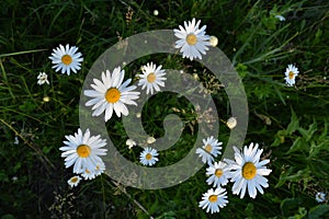 Daisies with white petals and yellow cores among green grass in summer. Top view on flowering chamomiles