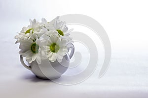 Daisies in a white sugarpot