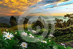 Daisies and wild flowers with Mountains in background