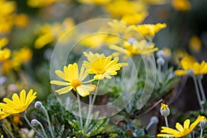 Daisies wild flowers yellow color field, background