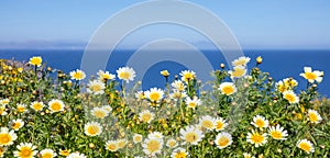 Daisies wild flowers yellow white color field, background