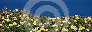 Daisies wild flowers yellow white color field, background