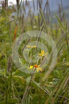 Daisies in Wild Meadow