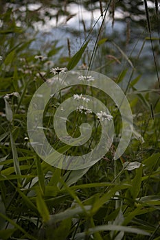 Daisies in Wild Meadow