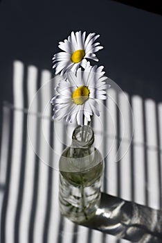 Daisies by a Window with Blinds