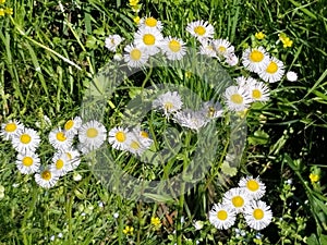 Daisies for Your Flower Garden