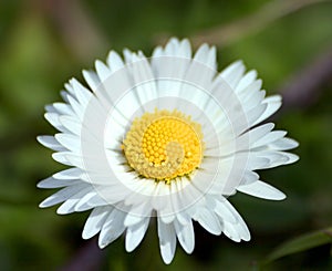 Daisy