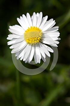 Daisy