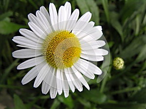 Daisy photo
