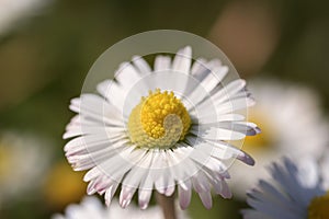 Daisy