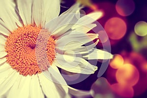 Daisy abstract background
