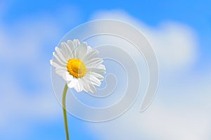 Daisy against the blue sky and clouds