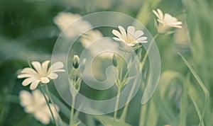 Daisy against a field of wildflowers