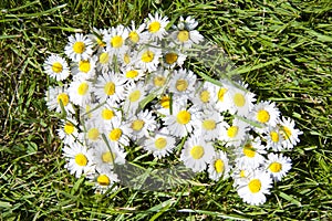 Daisy arrow