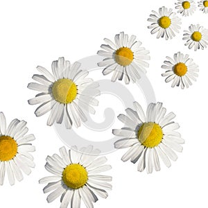 Daisy background