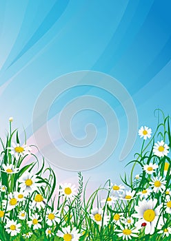 Daisy background