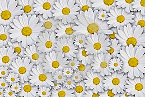 Daisy background