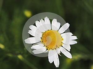 Daisy background