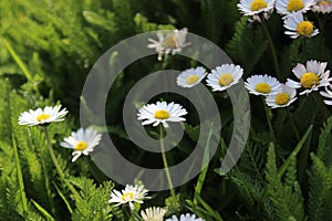 Daisy /background