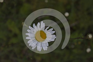 Daisy on the background of the gardin