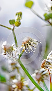 Daisy on background of green leaves in a field of Catalunya