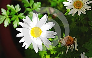 Daisy on background of green leaves in a field of Catalunya