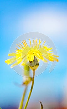 Daisy on background of green leaves in a field of Catalunya