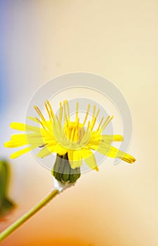 Daisy on background of green leaves in a field of Catalunya