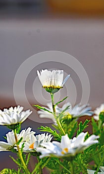 Daisy on background of green leaves in a field of Catalunya