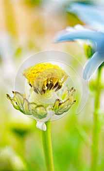 Daisy on background of green leaves in a field of Catalunya