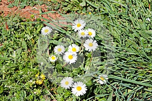 Daisy. Beautiful white field of daisies flowers in garden. Spring and summer flowers background and beautiful natural environment.