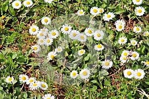 Daisy. Beautiful white field of daisies flowers in garden. Spring and summer flowers background and beautiful natural environment.