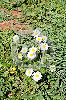 Daisy. Beautiful white field of daisies flowers in garden. Spring and summer flowers background and beautiful natural environment.