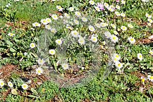 Daisy. Beautiful white field of daisies flowers in garden. Spring and summer flowers background and beautiful natural environment.