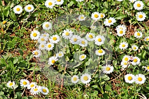 Daisy. Beautiful white field of daisies flowers in garden. Spring and summer flowers background and beautiful natural environment.