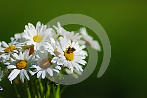 Daisy with bee