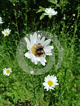 Daisy Bee photo