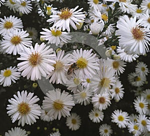 Daisy bee flowers