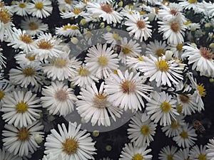 Daisy bee flowers