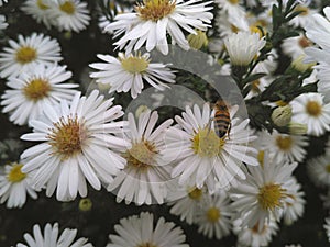 Daisy bee flowers