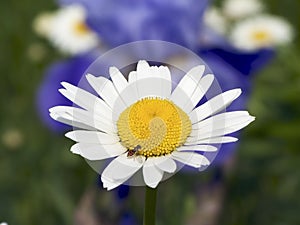 Daisy with Bee-like Fly (syrphid fly)