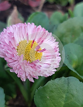 Daisy bellis perenis