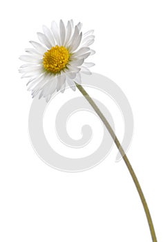 Daisy - Bellis perennis photo