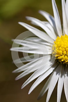 Daisy - Bellis perennis