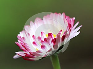 Daisy (Bellis perennis)